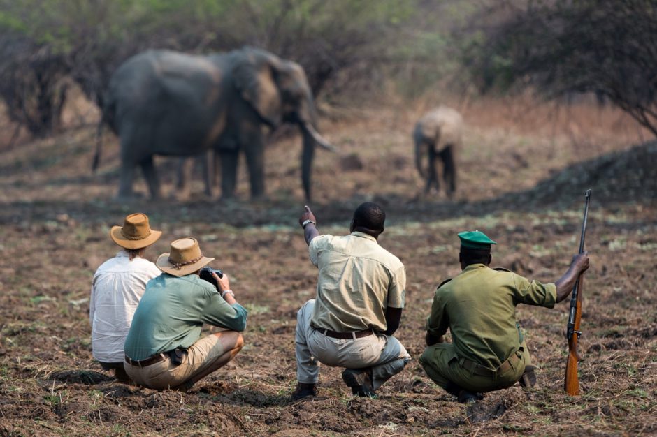 Gäste auf einer Wandersafari beobachten Elefanten in Sambia