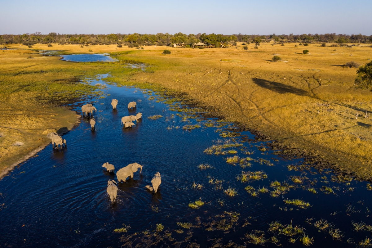 Elephants in the Khwai River