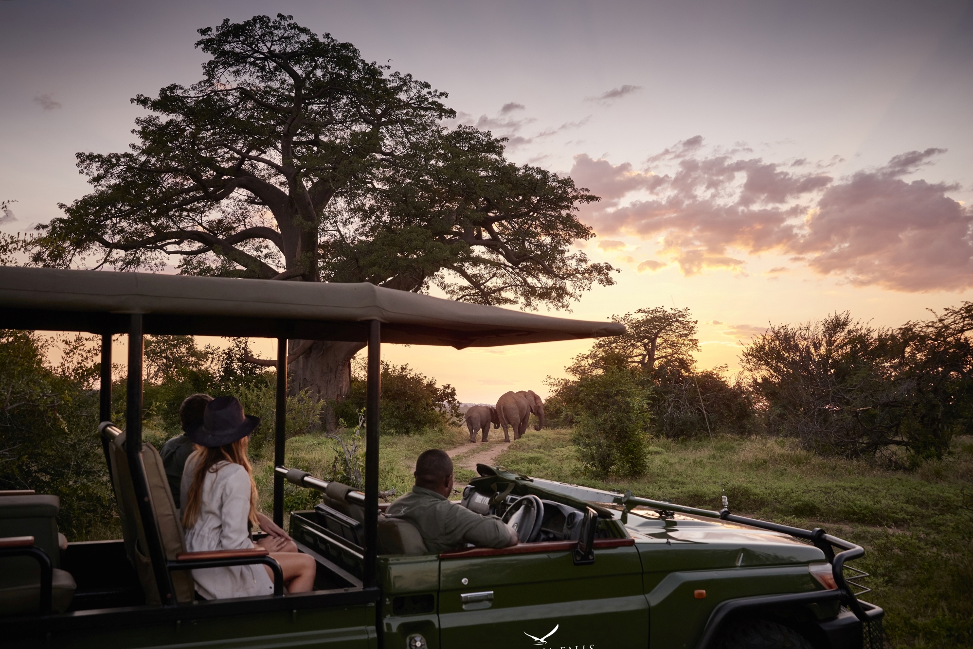 Elephant sighting on a game drive