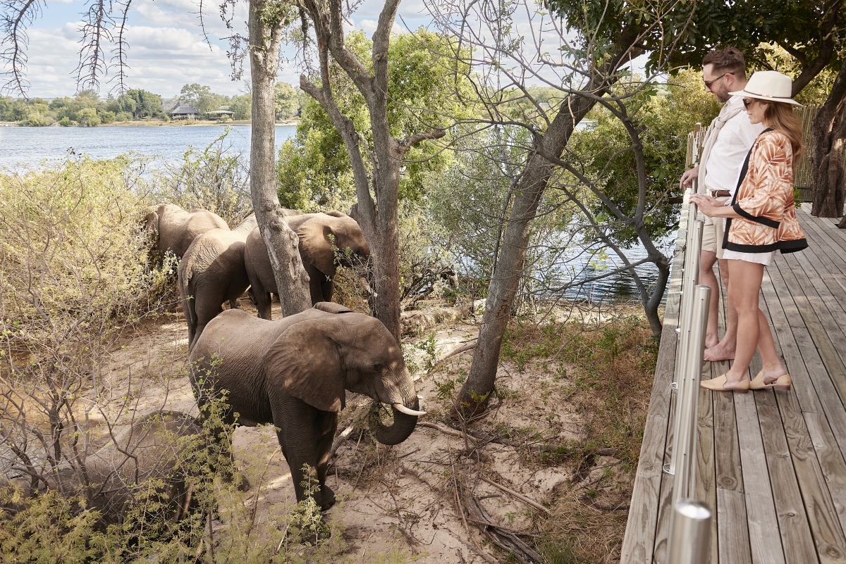 Observing elephants from an elevated viewing deck