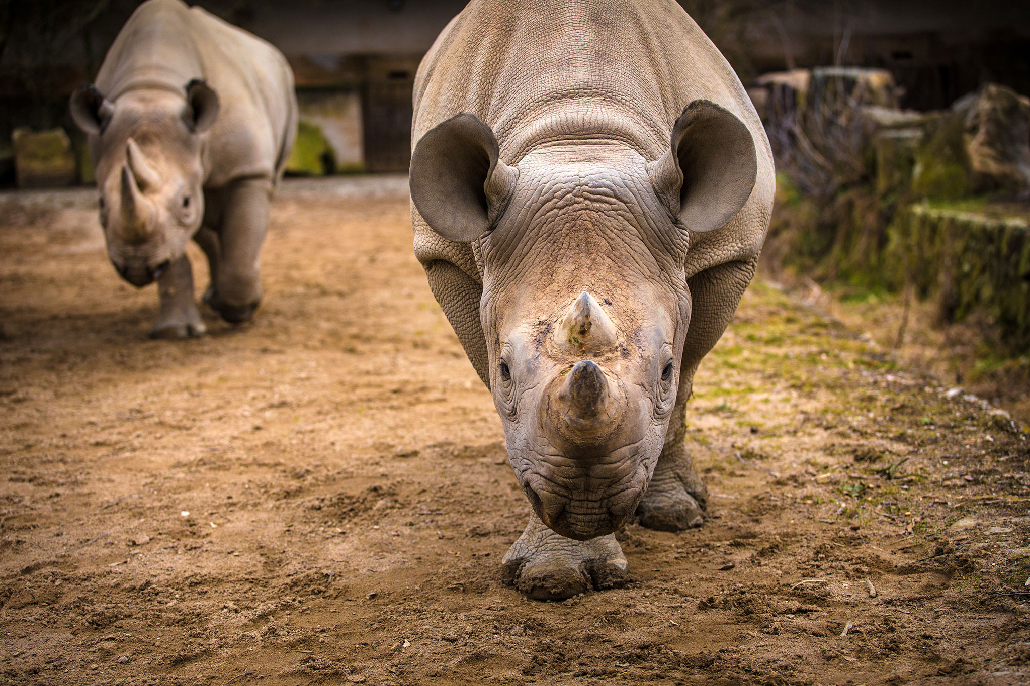 The African Black Rhino