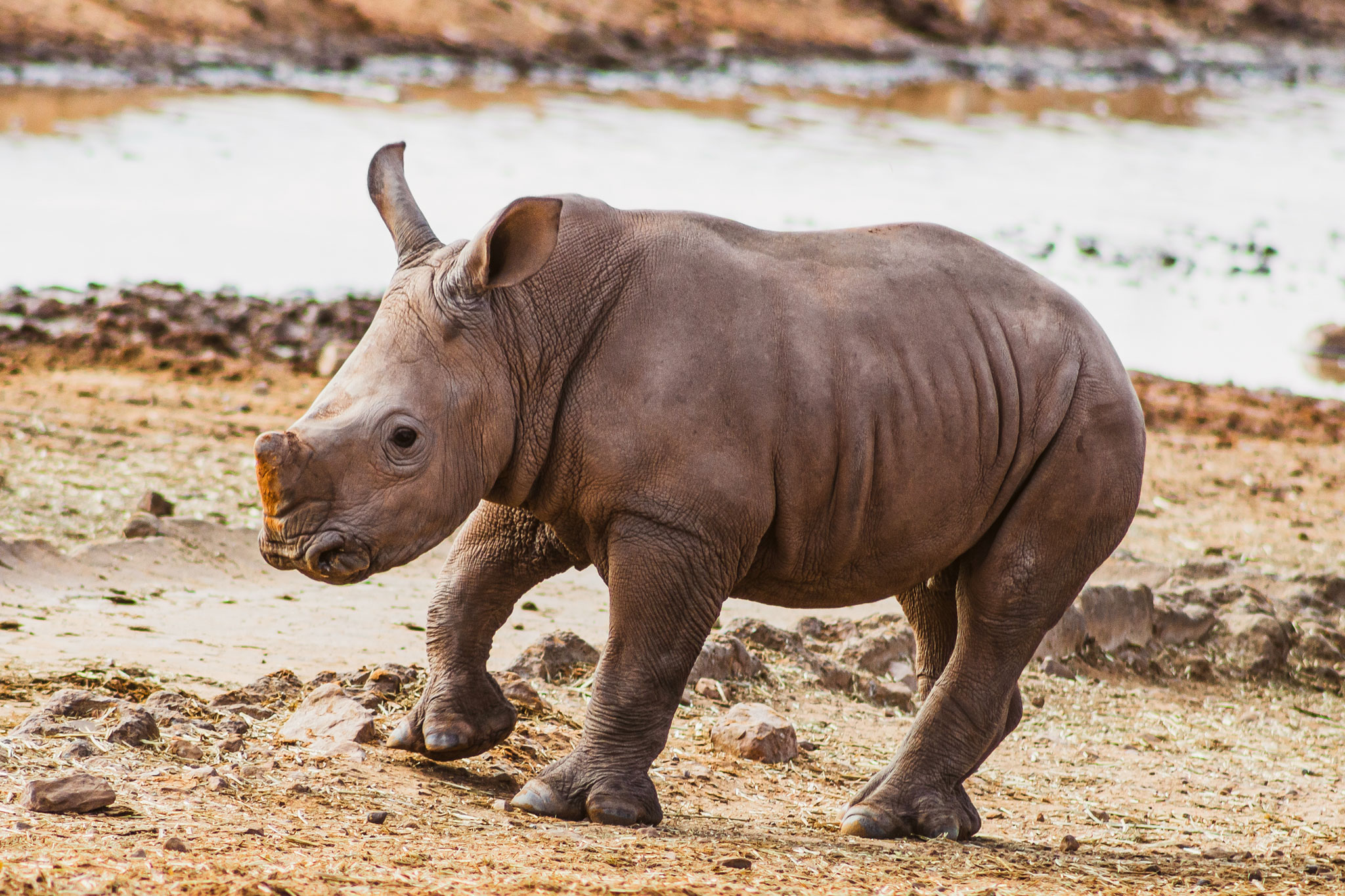 Close-up of an African White Rhino calf