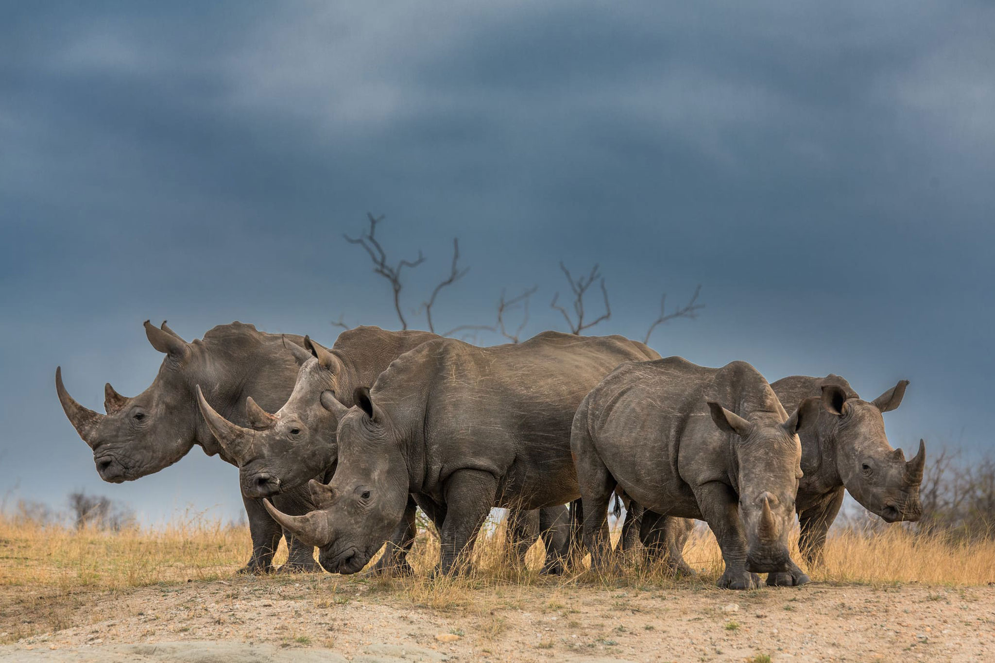 A crash of white rhinos - World Rhino Day 2023