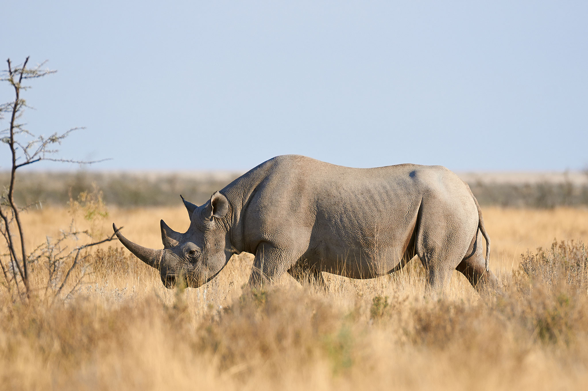 A Black Rhino in the Etosha National Park