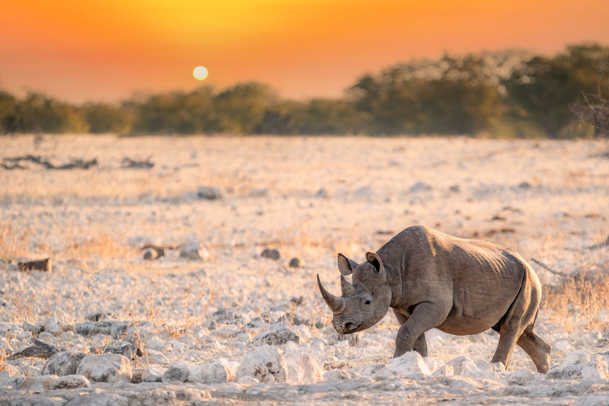 Black rhino sunset walk near Okaukuejo waterhole, Etosha National Park, Namibia