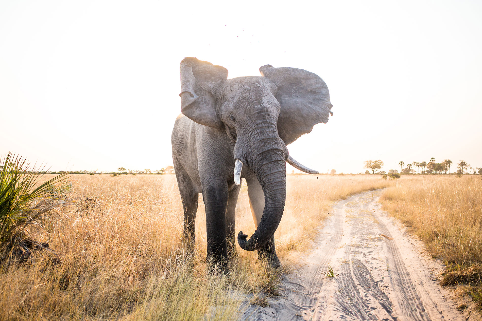 An elephant in Chobe National Park