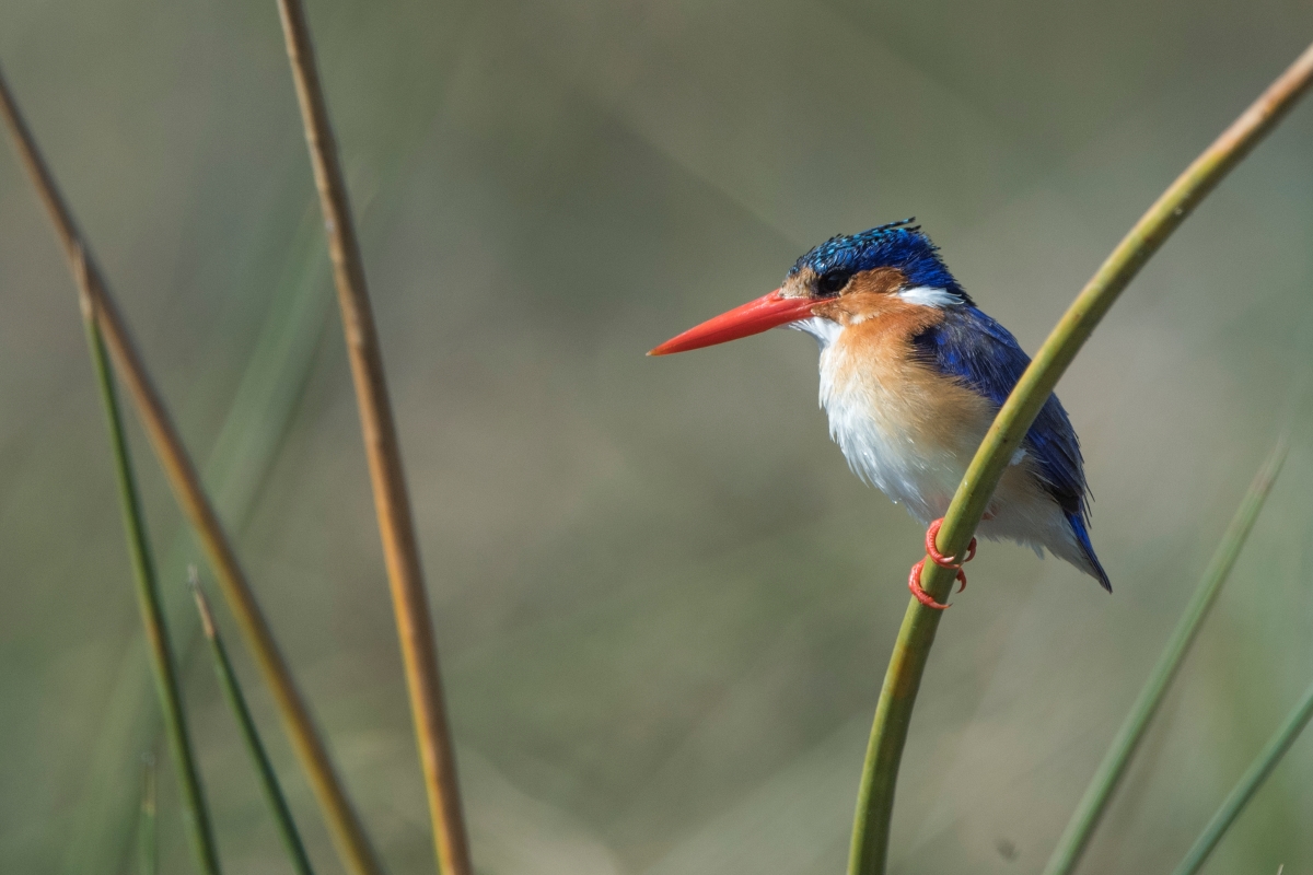 Kingfisher in the reeds