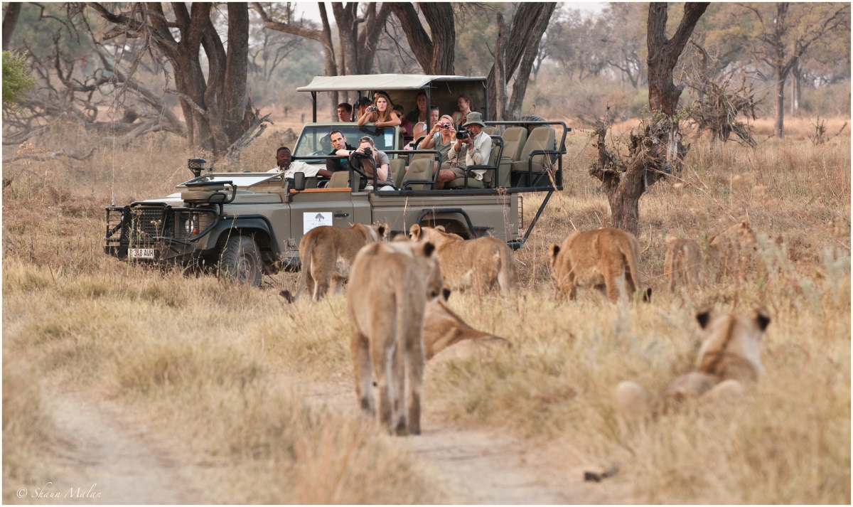 Lion pride sighting while on a game drive on a Khwai safari