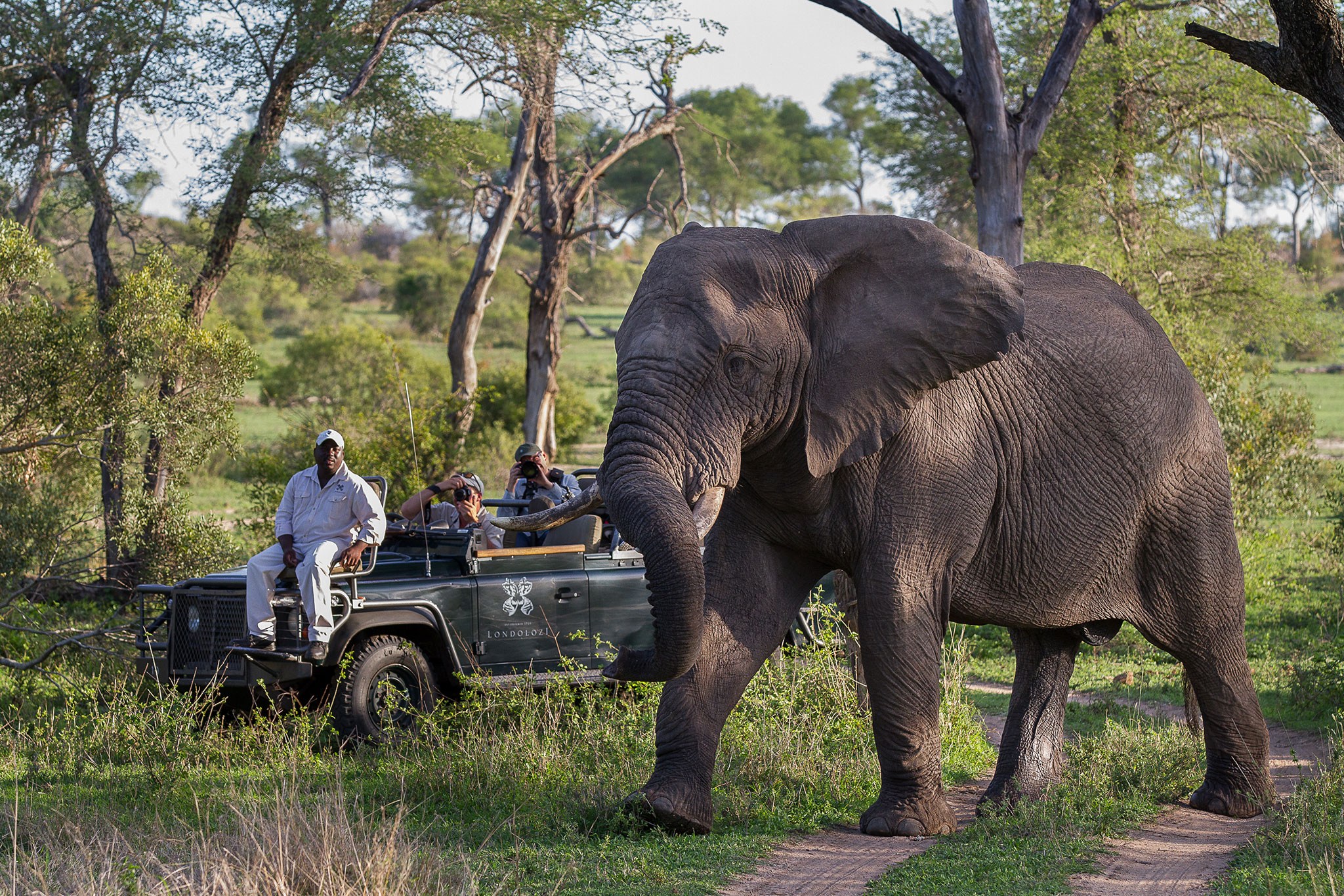 Elephant on the move at Londolozi