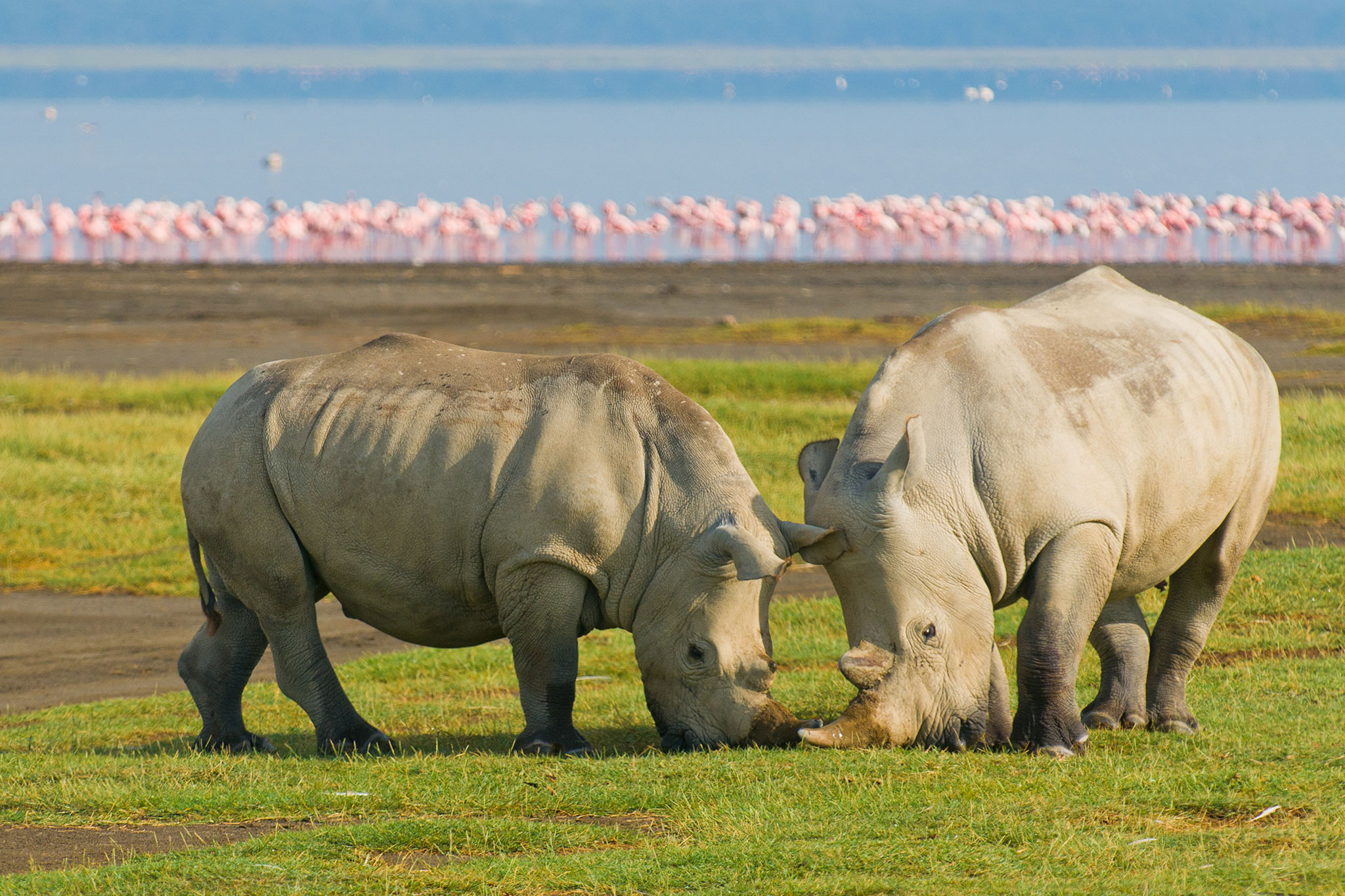 White rhinos in Lake Nakuru National Park Kenya