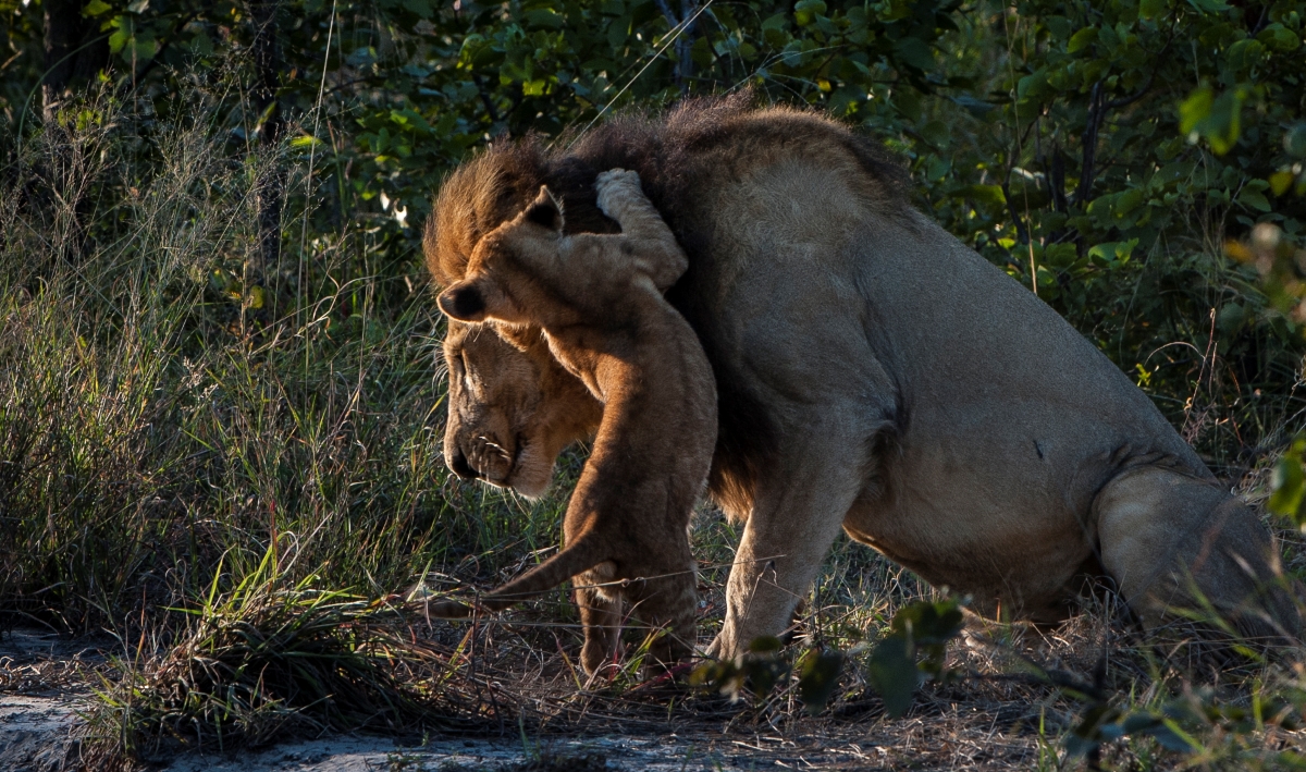 Lion and lion cub playing