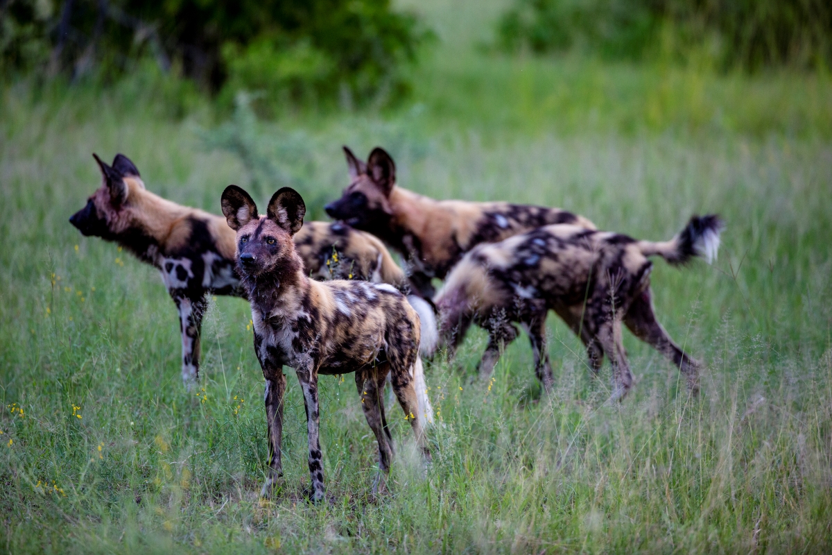 Pack of wild dogs in green grass