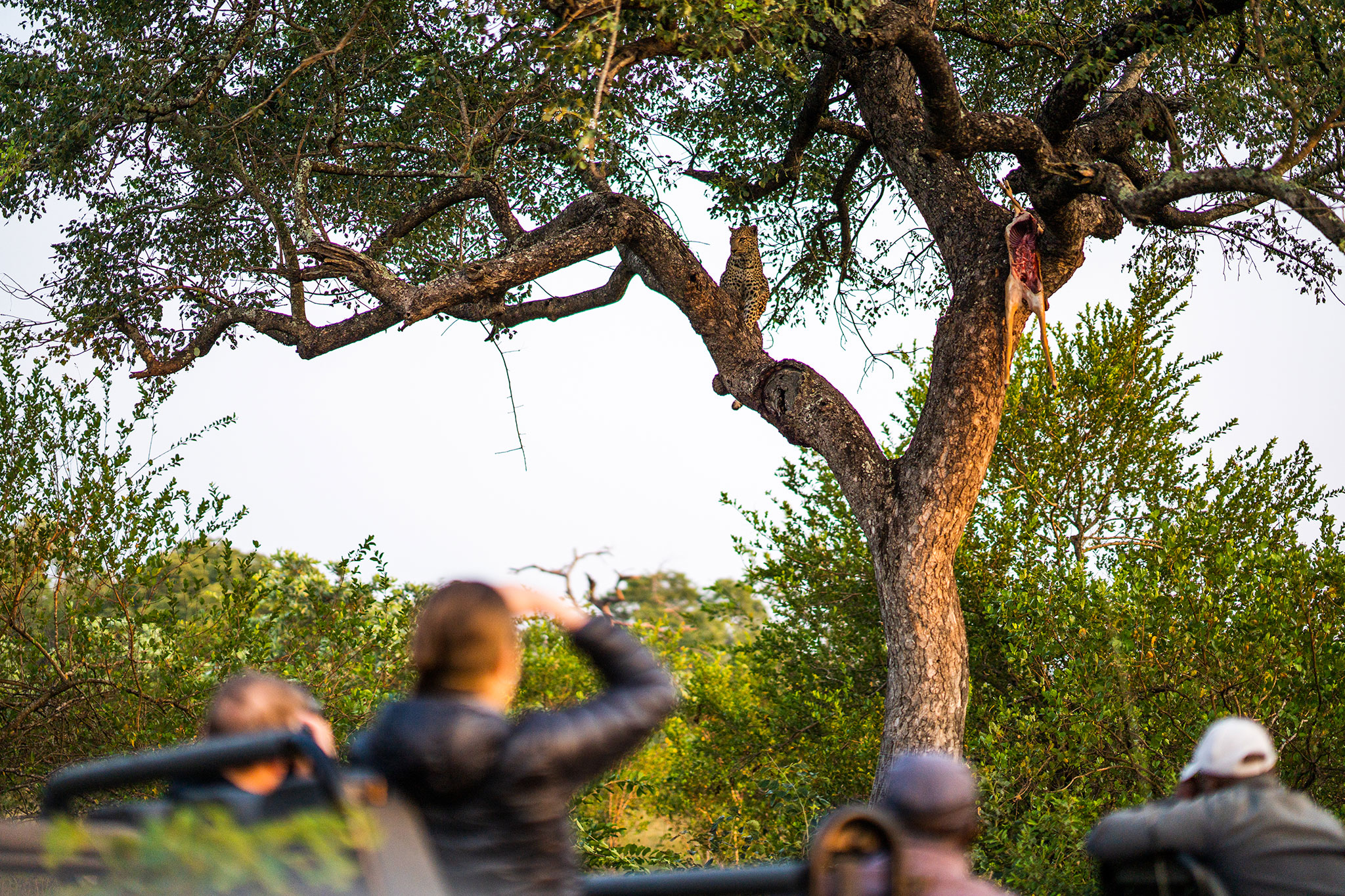 Leopard in a tree at Silvan Safari in Sabi Sand