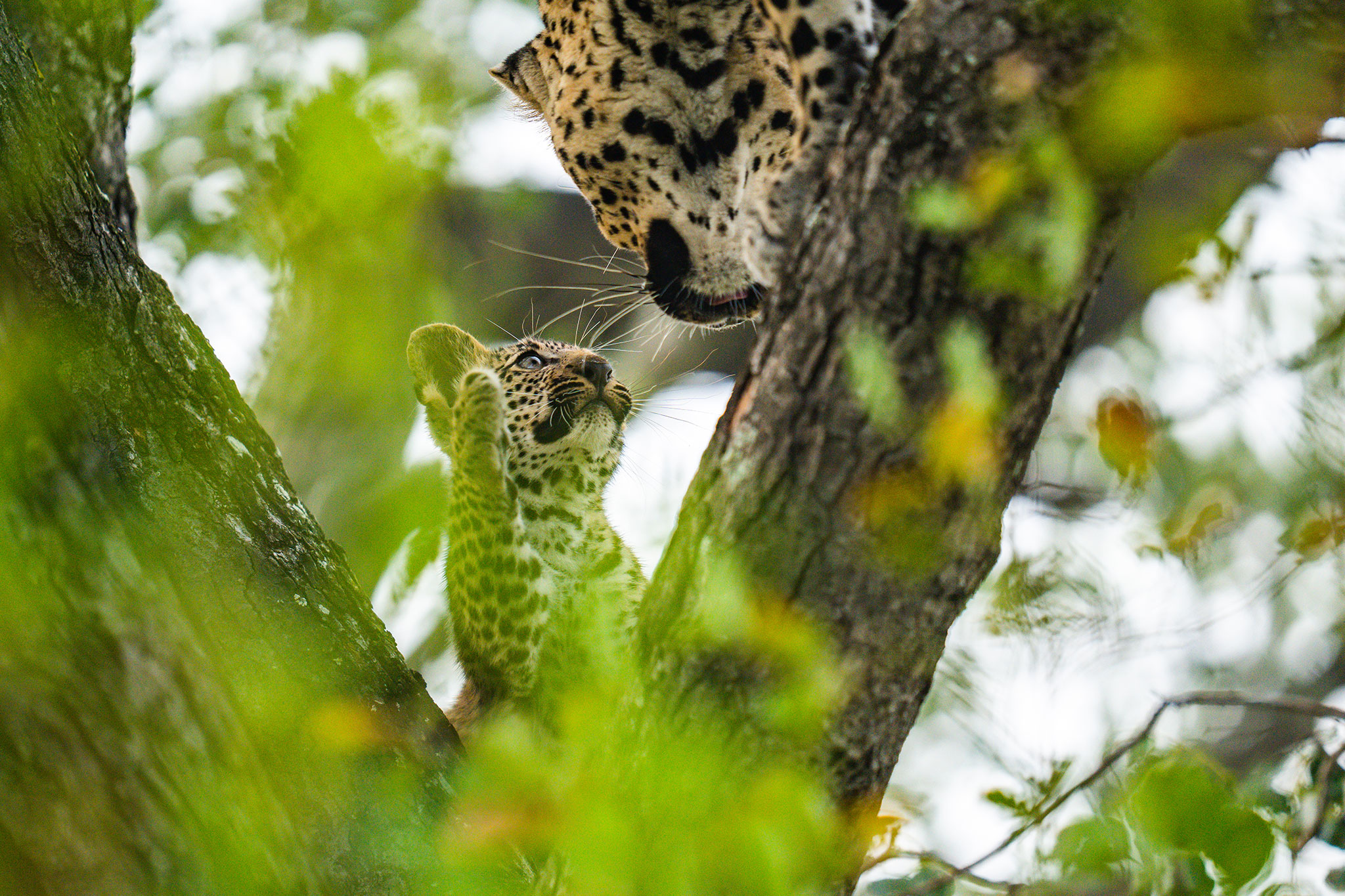 Cute leopard cub and mother in a tree at Silvan Safari in Sabi Sand