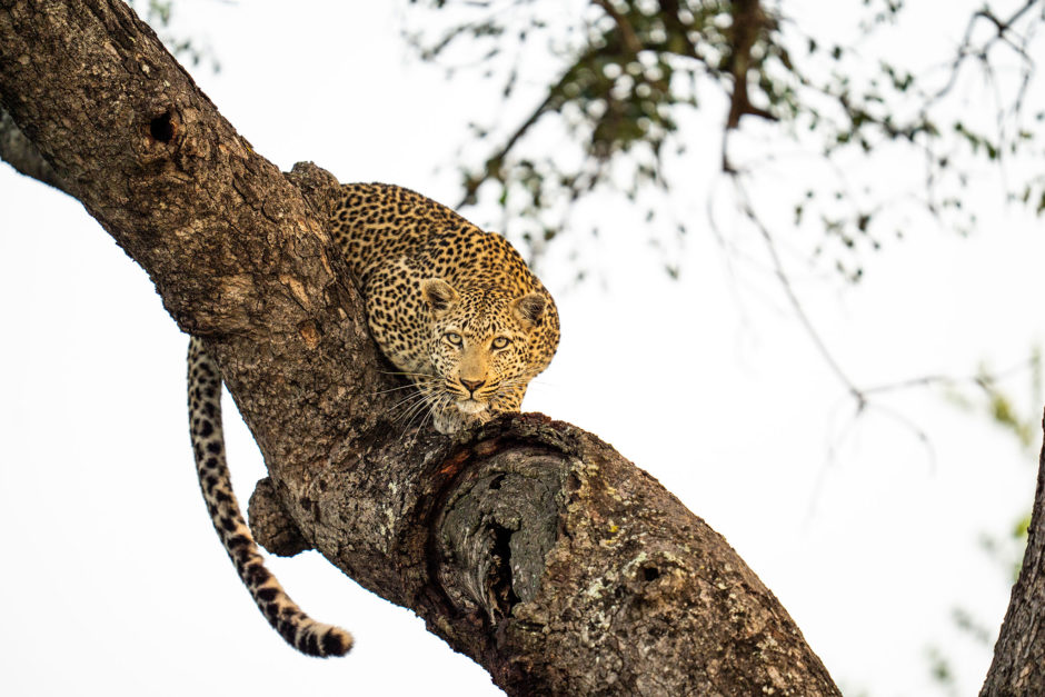 Leopard im Sabi Sand Game Reserve - Afrika Bucket List 