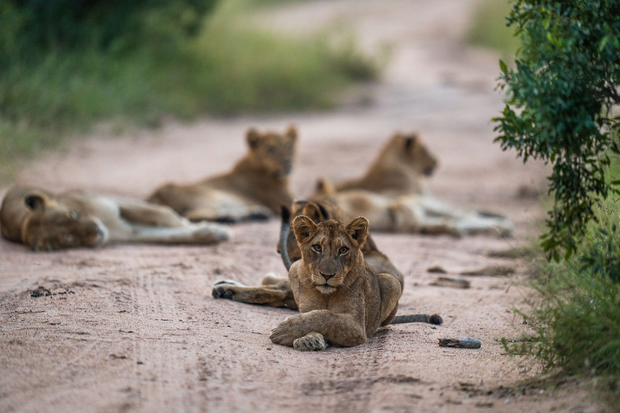 silvan safari lions cubs