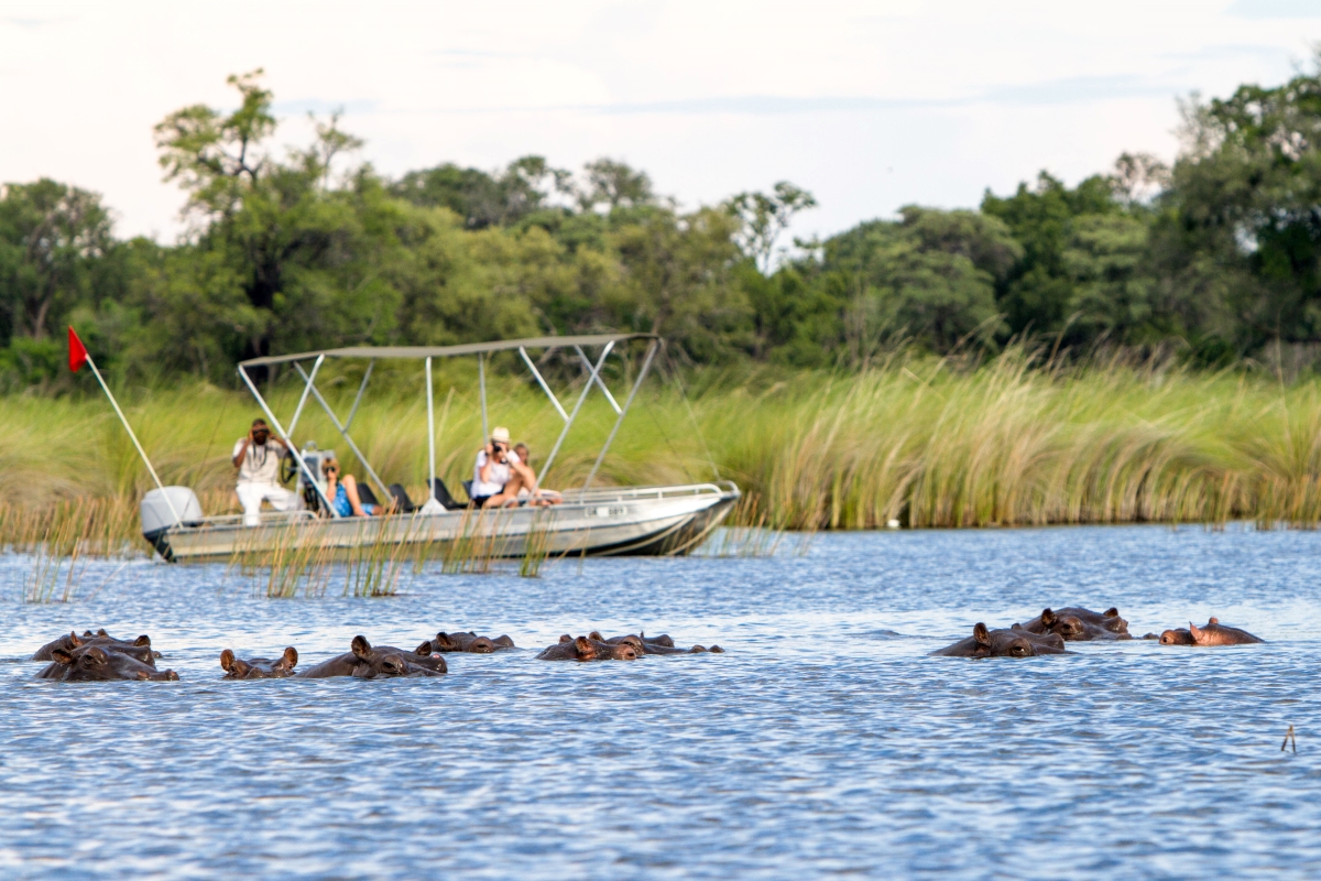 Boat excursion and hippos in Moremi Game Reserve