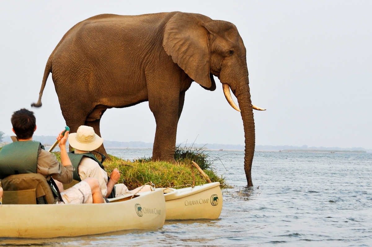 Guests spotting an elephant drinking while on a canoe safari