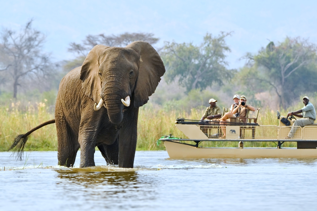 Elephant sighting while on a Zambezi River cruise