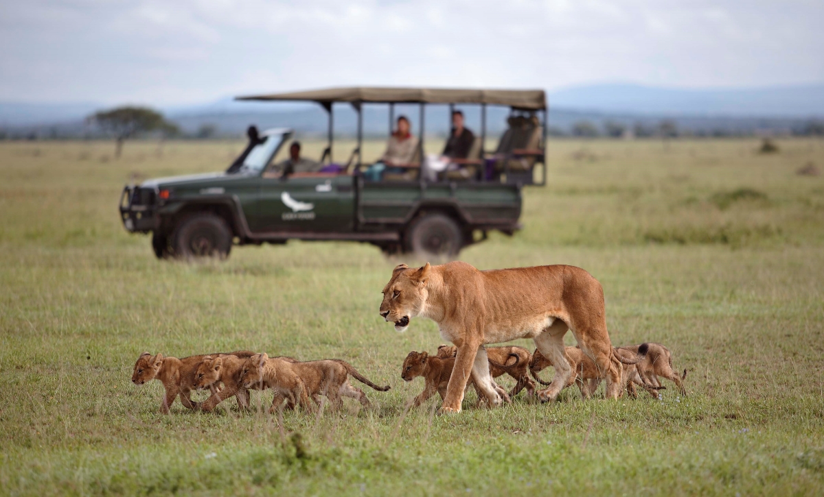 Lion sighting while on a game drive in the Serengeti