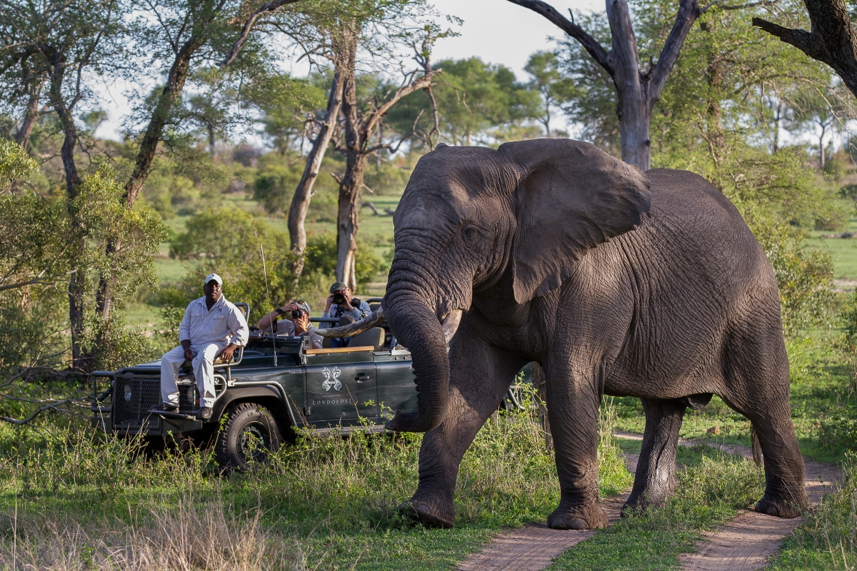 Elephant sighting on a game drive