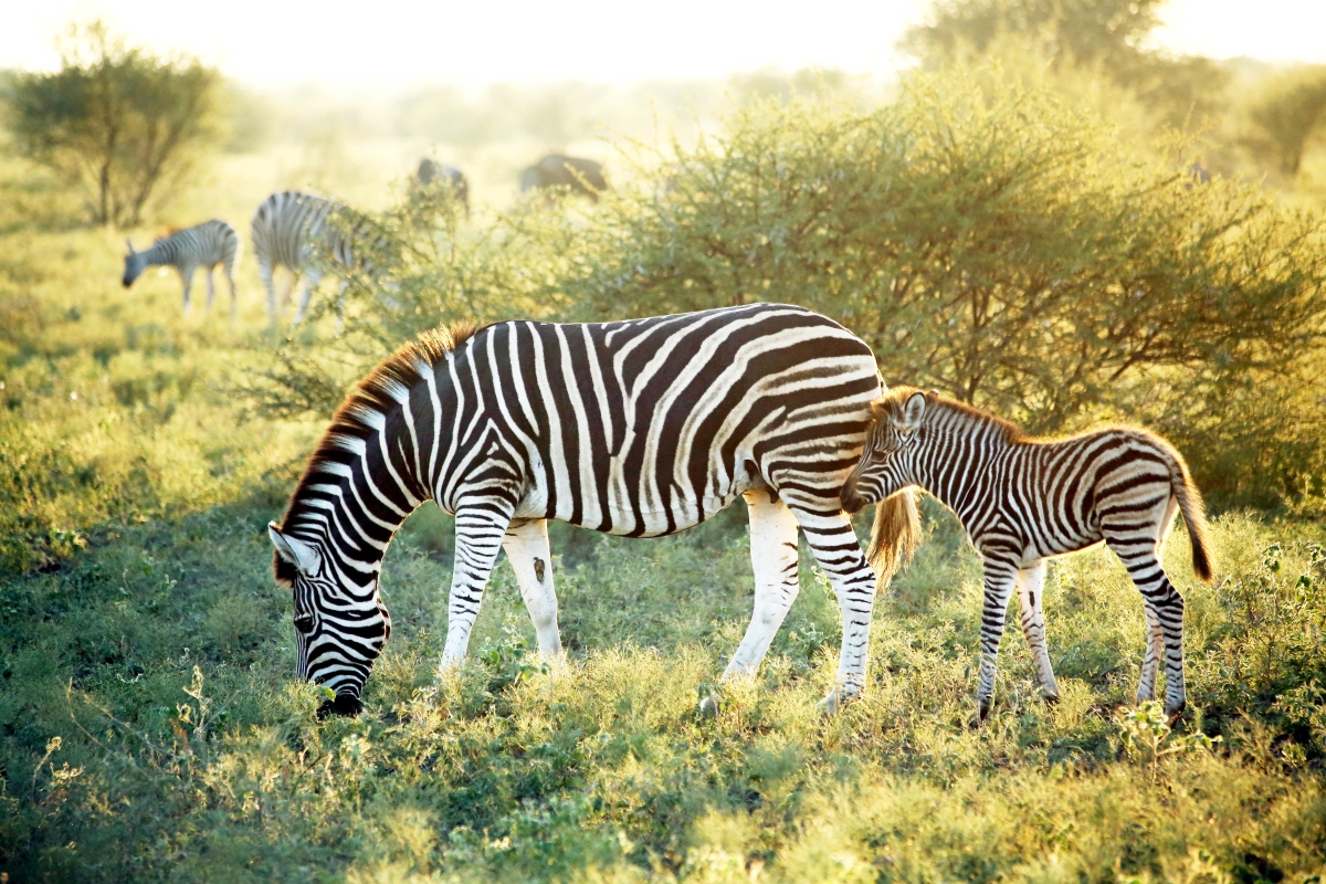 Zebra in Madikwe