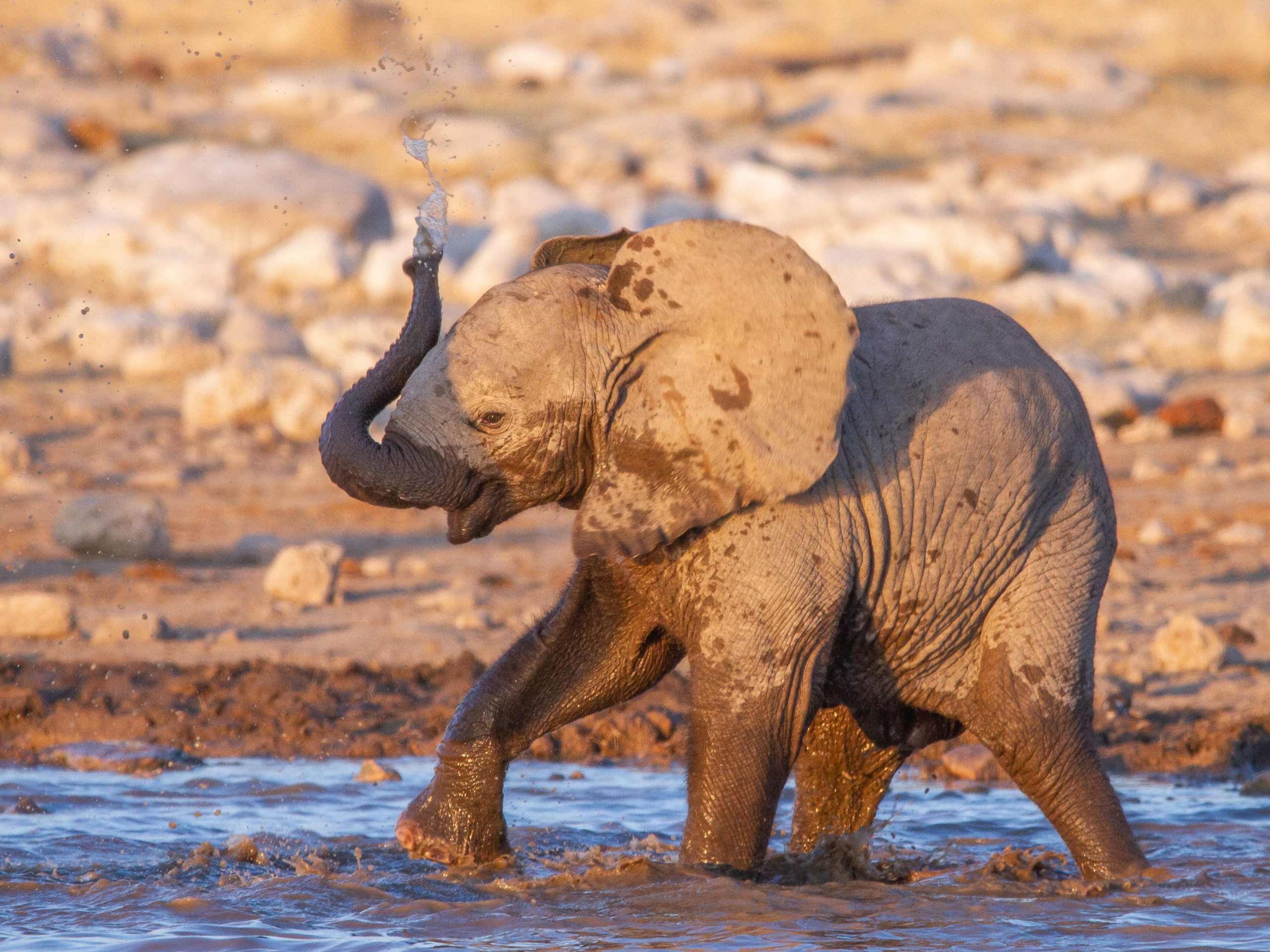 Baby elephant playing in the shallow water