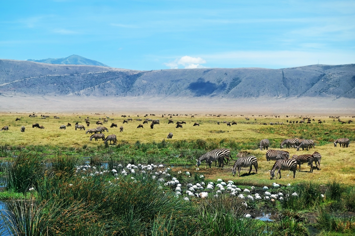 A Ngorongoro Crater safari is not limited to the crater itself