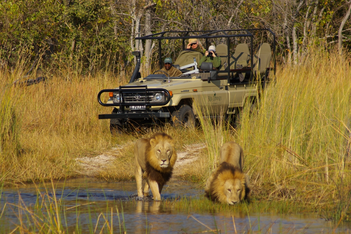 Game drive following lions in Moremi Game Reserve