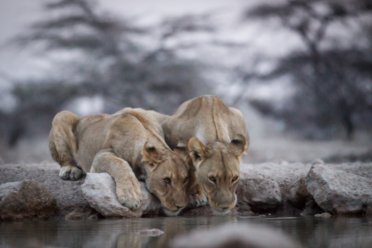 Lions drinking from a waterhole