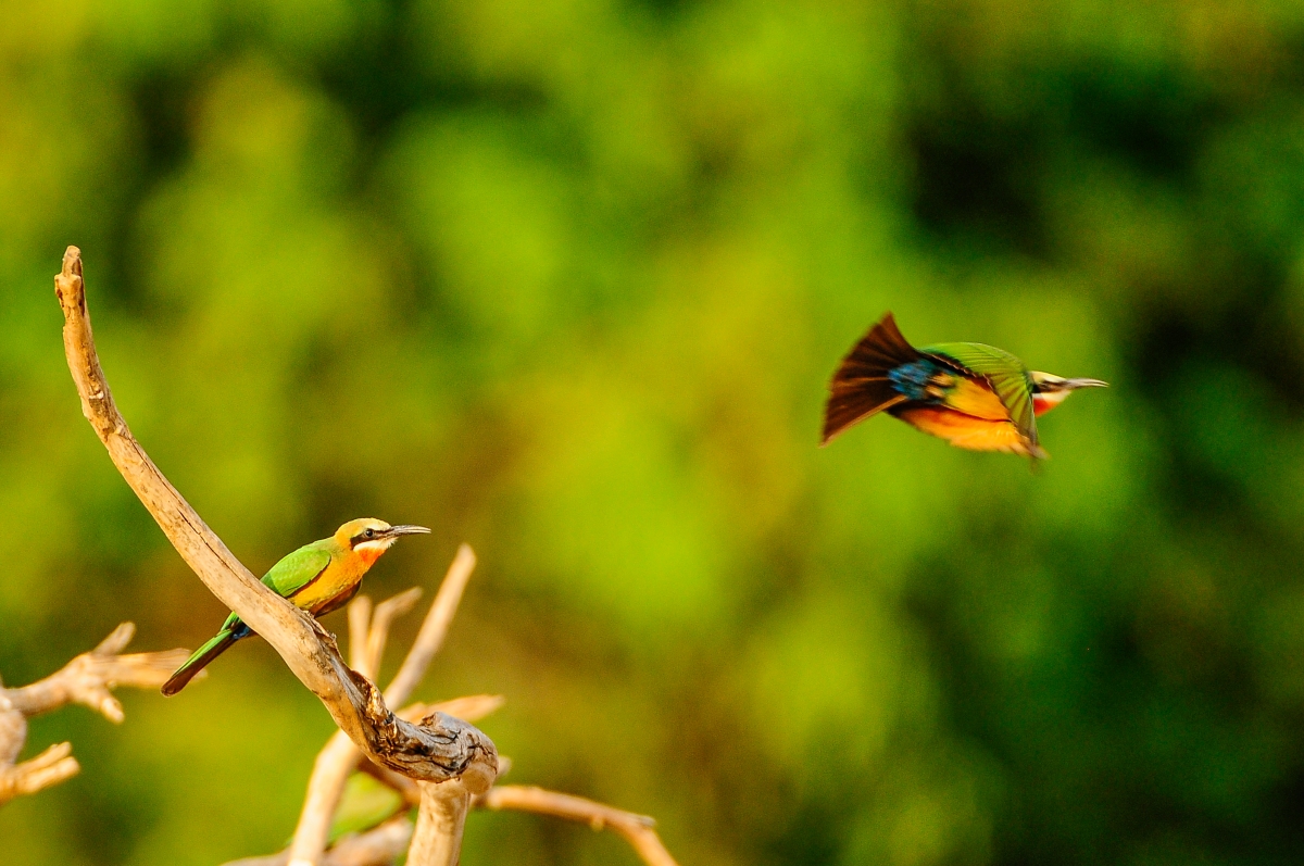 Bee-eaters against lush green background