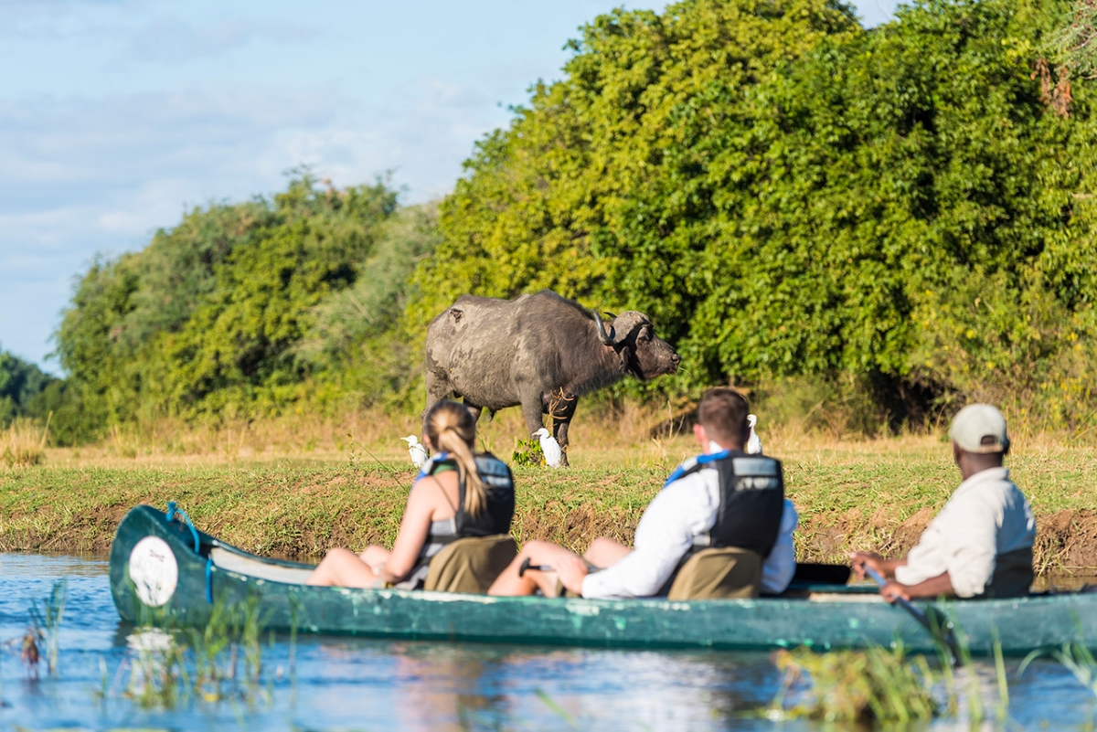 Buffalo sighting on the riverbank whilst on a canoe safari