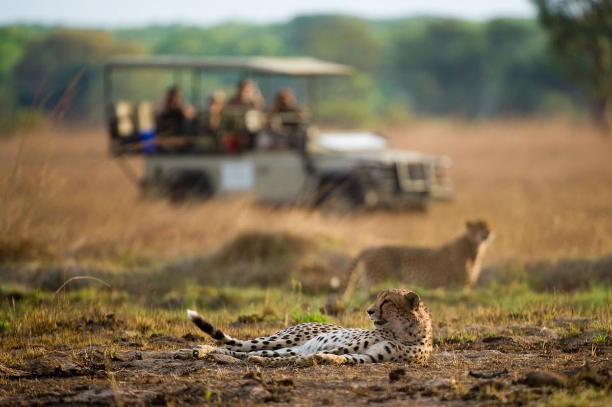 Observation d'un guépard lors d'un safari en 4x4