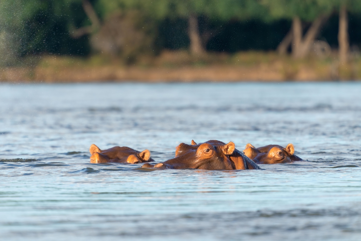 Hippos in the Zambezi River