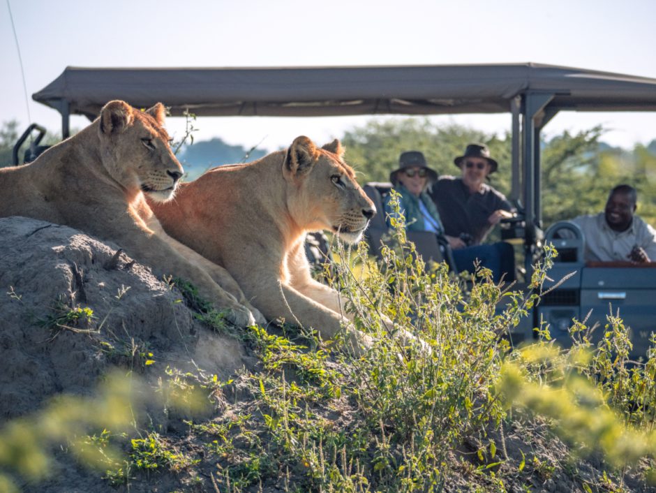 Lions on safari