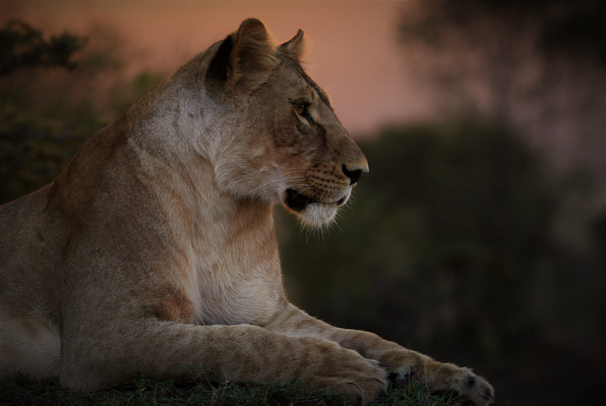 lioness lying down