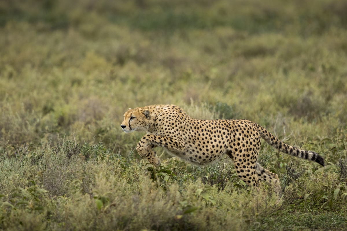 Cheetah begins running