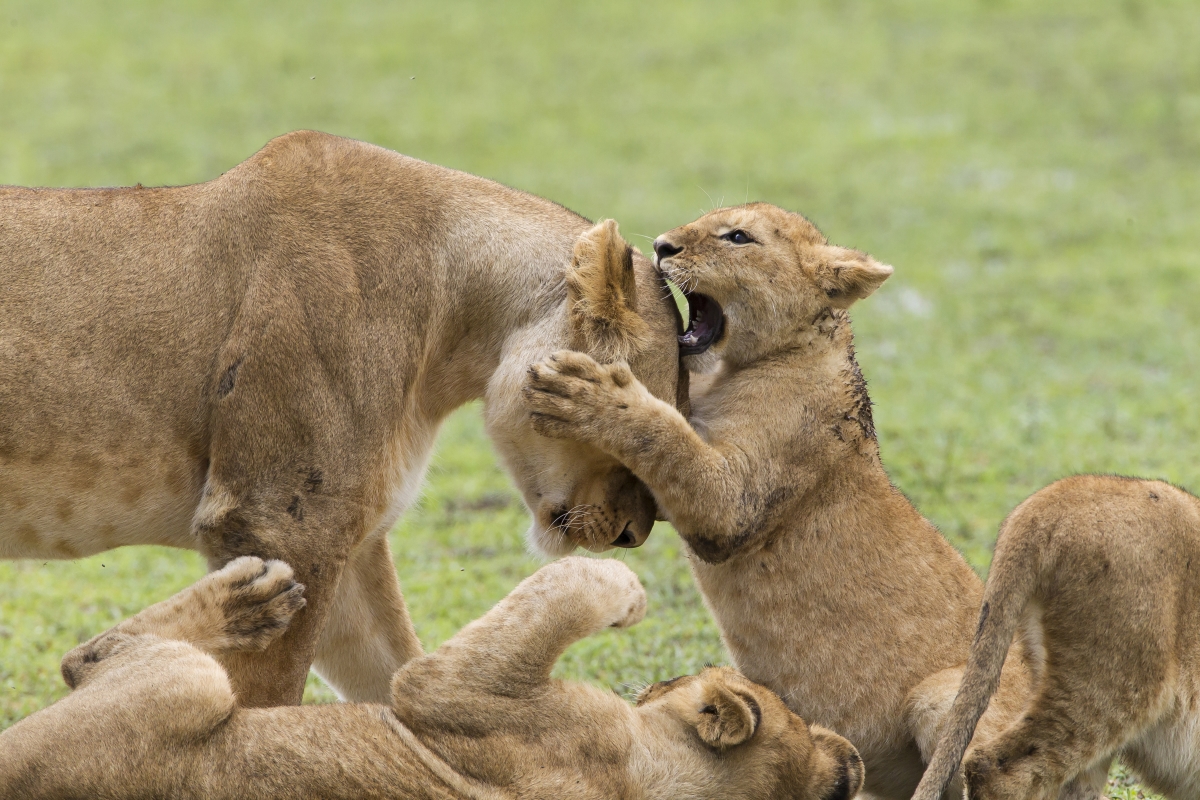 Lion cubs playing with lioness