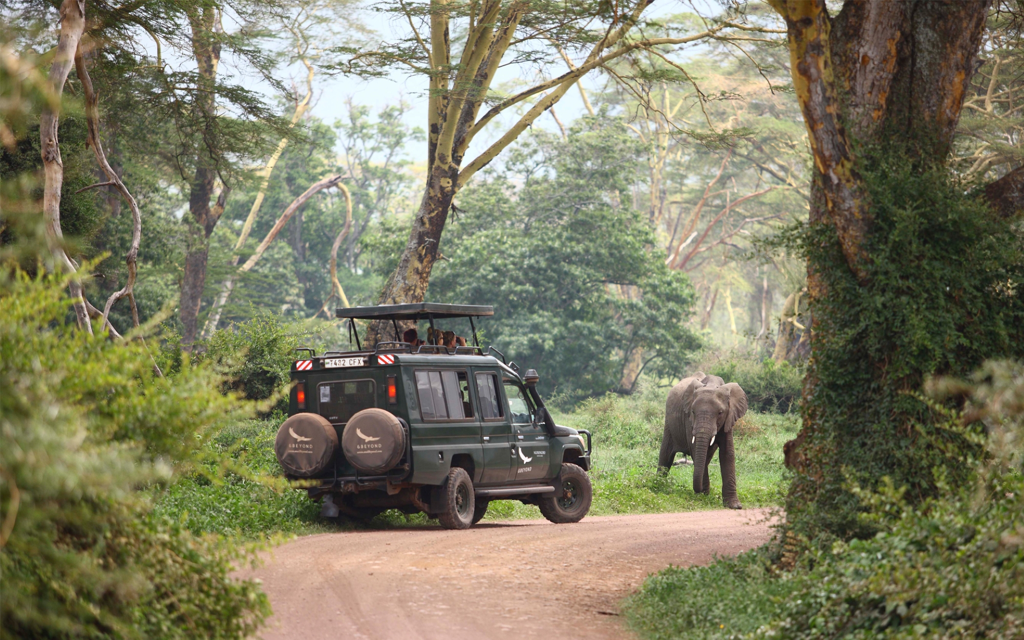 Game drive with elephant sighting in a forest