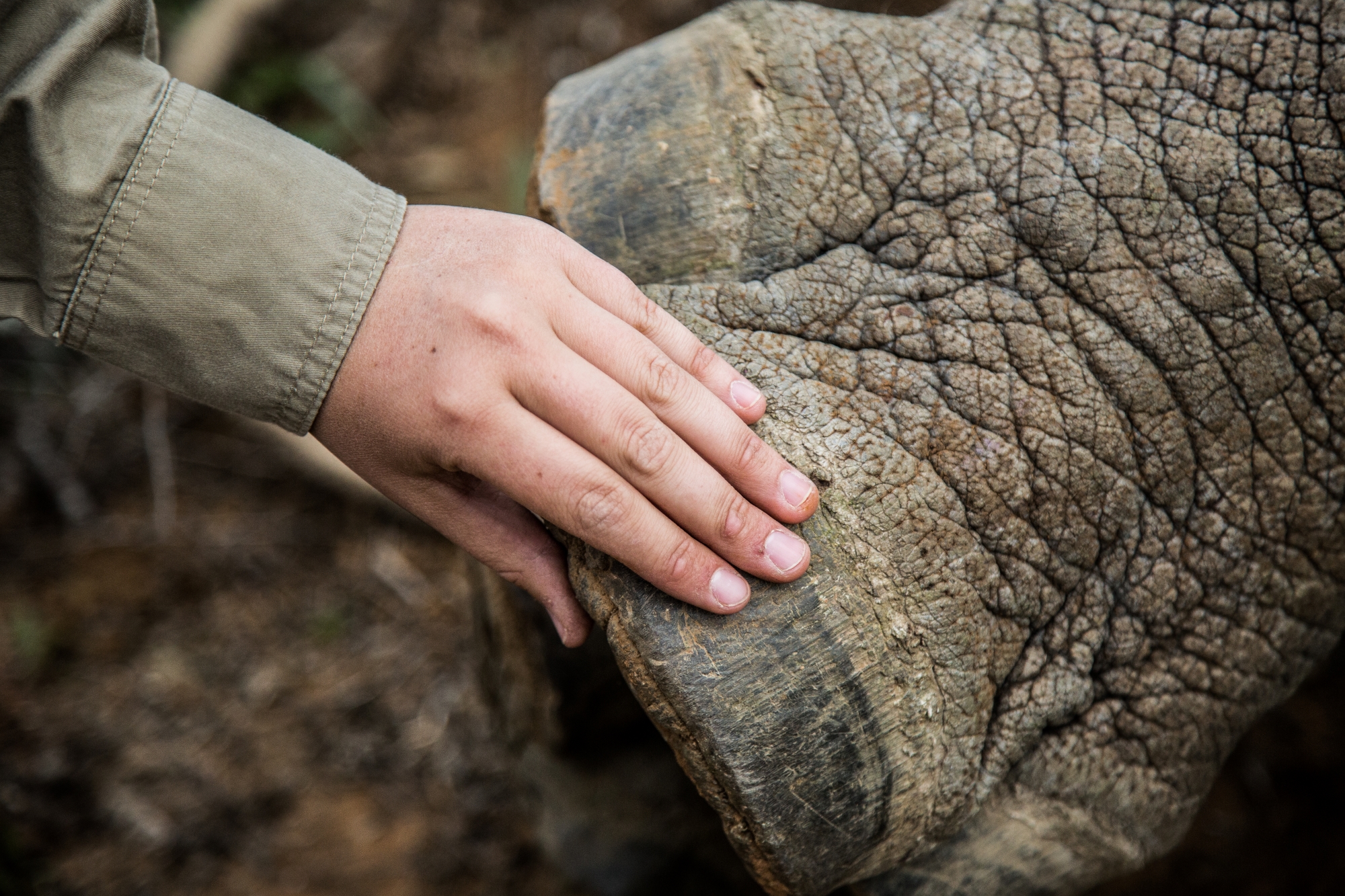 Close up photo of a person's hand touching a sleeping rhino's foot