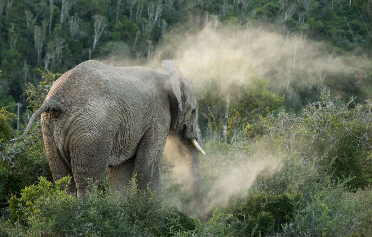 Observe an elephant dust-bathing itself on a Kwandwe safari