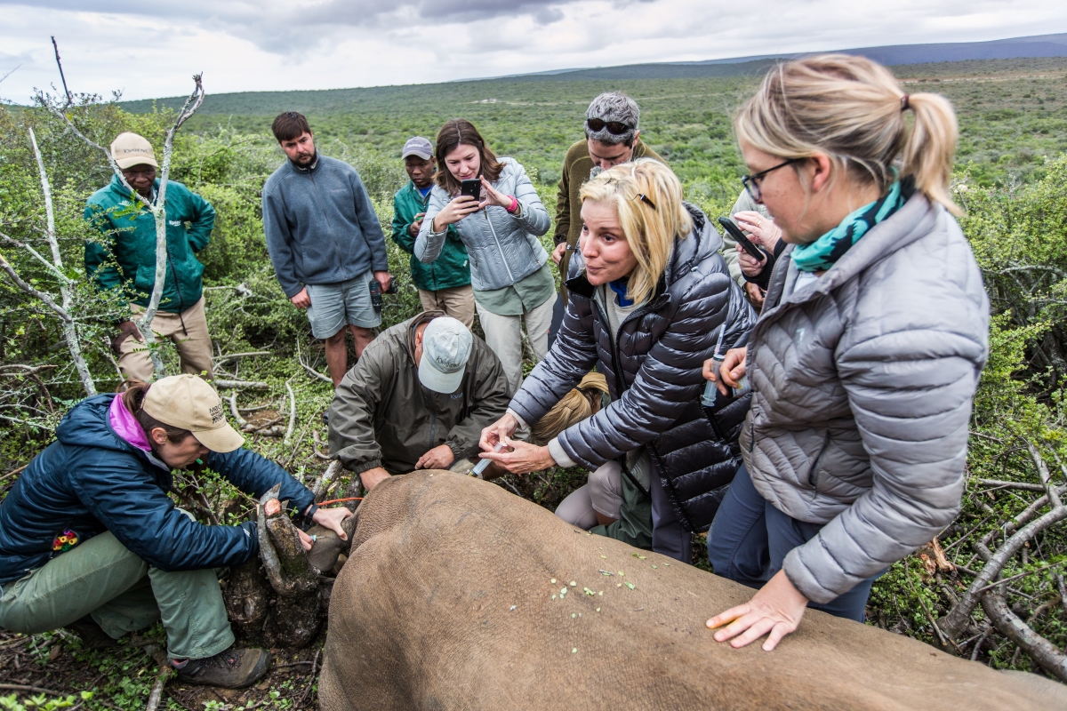 Rhino notching Kwandwe safari