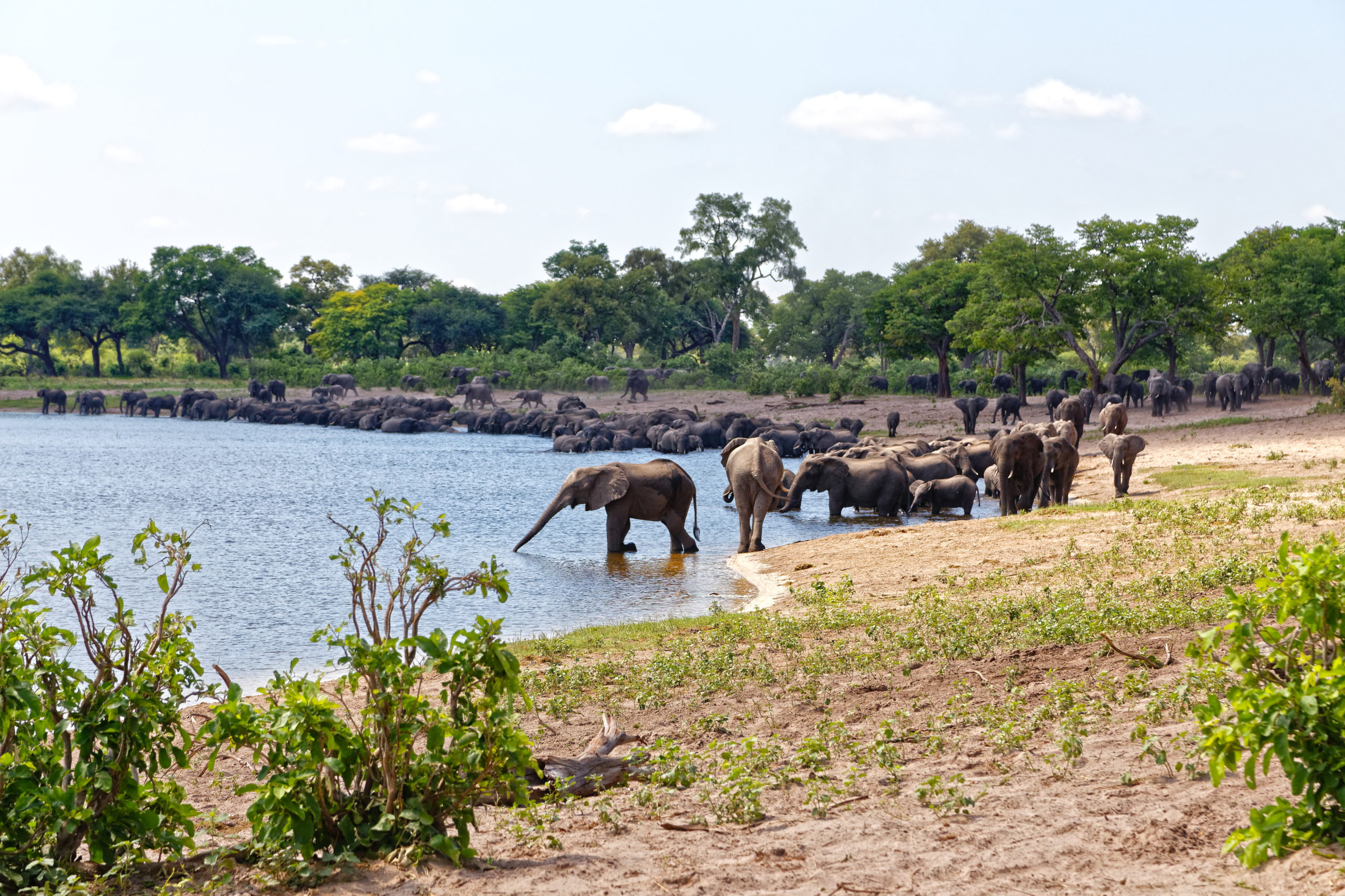 Caprivi Strip elephants