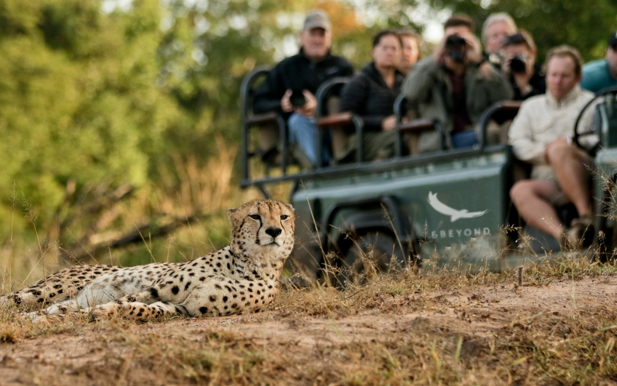 Cheetah sighting