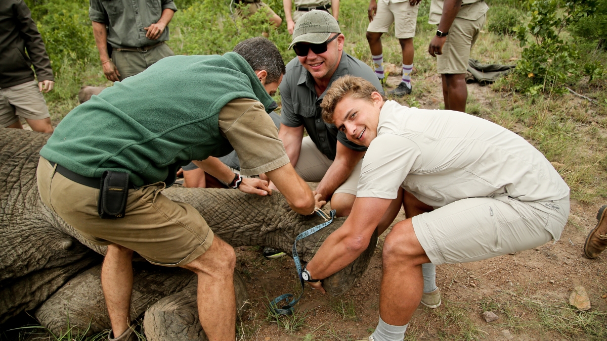 Guests assisting in research on a sleeping elephant