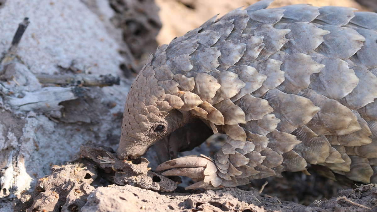 Pangolin