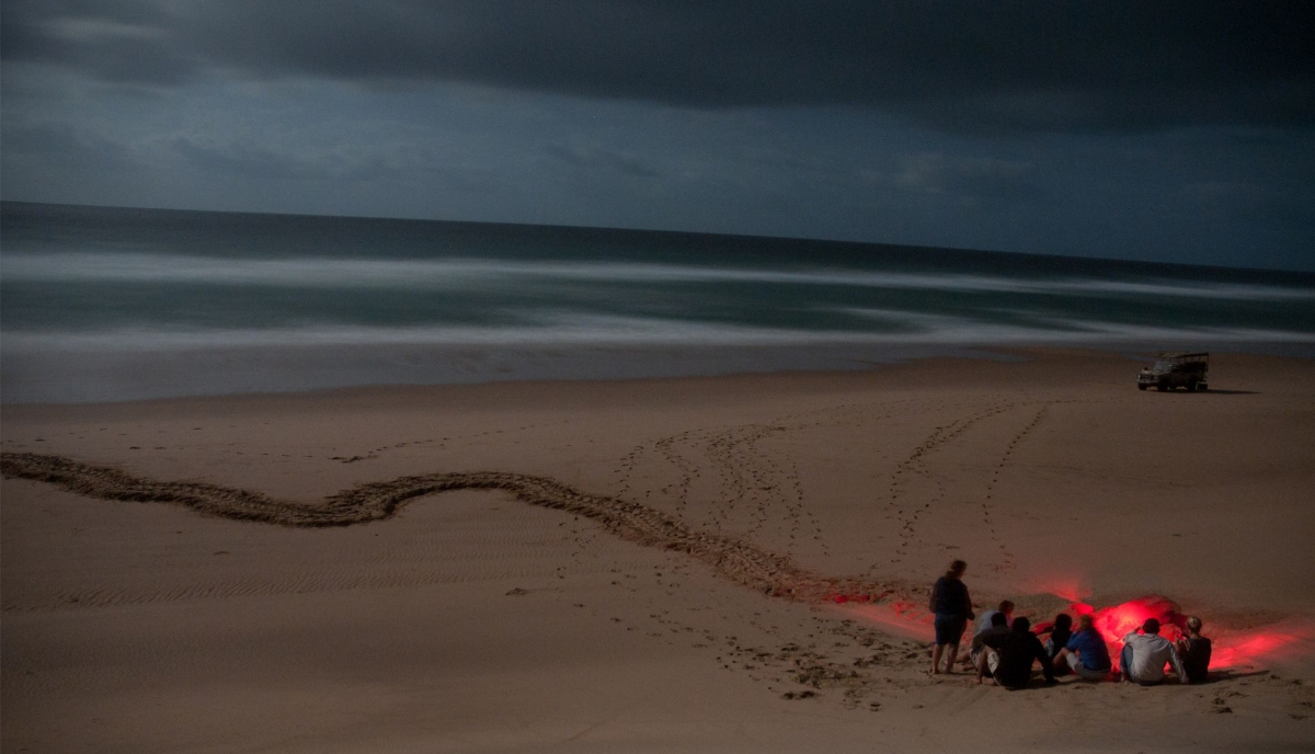 Turtle hatching