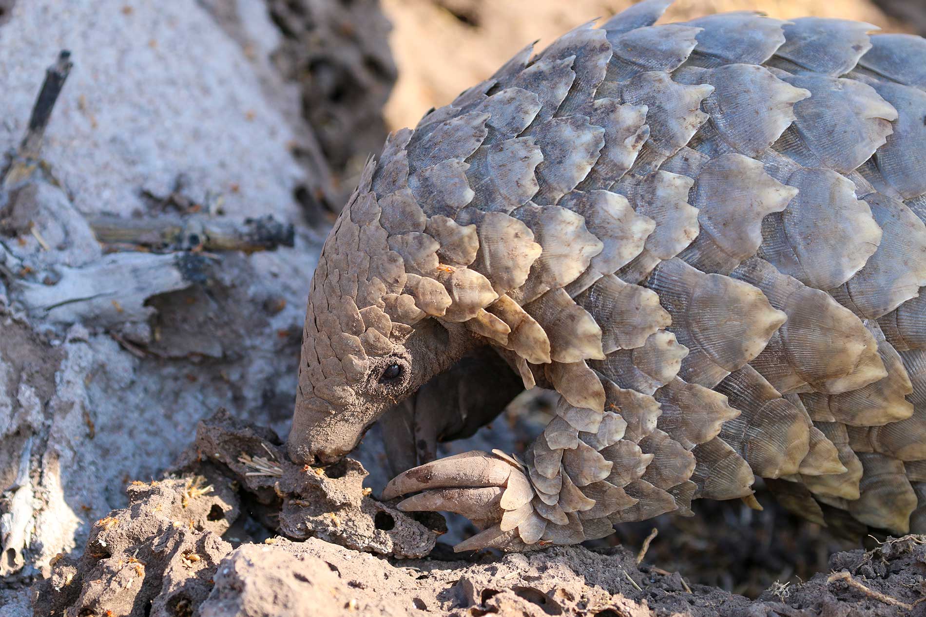 Pangolins at andBeyond Phinda Private Game Reserve