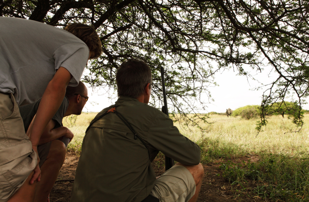 Rhino tracking at Phinda is perfect for an African safari connossieur