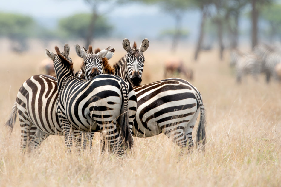 A herd of zebra in the Grumeti Game Reserve